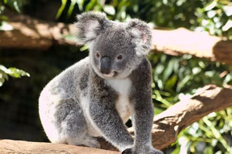 Gray and White Koala Bear Near Trees · Free Stock Photo