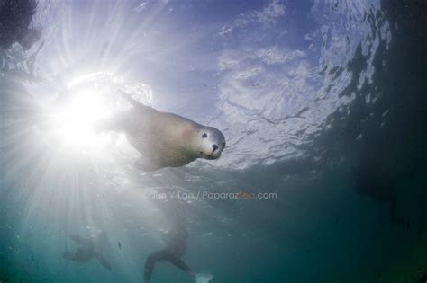 Dive with Seals at Hopkins Island, South Australia - PaparazSea