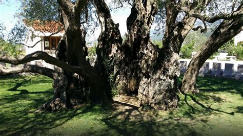 The oldest tree in Europe? | SeptemberHotels Montenegro