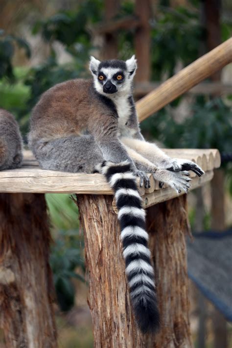 Why Do Ring-Tailed Lemurs Have Striped Tails? | Reid Park Zoo