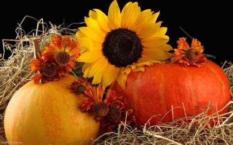 october screensaver - Yahoo Search Results Image Search Results | Fruits et légumes, Fruits, Automne