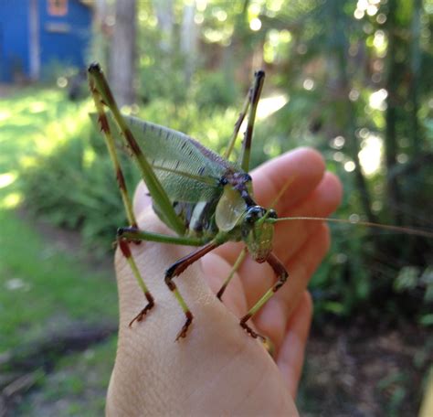 grasshopper vs katydid | Wannabe Entomologist