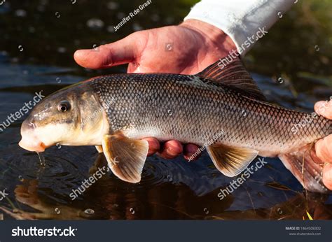 White Sucker Fish Caught While Fly Stock Photo 1864508302 | Shutterstock