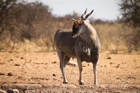 Eland antelope stock image. Image of horns, dominate - 18385947