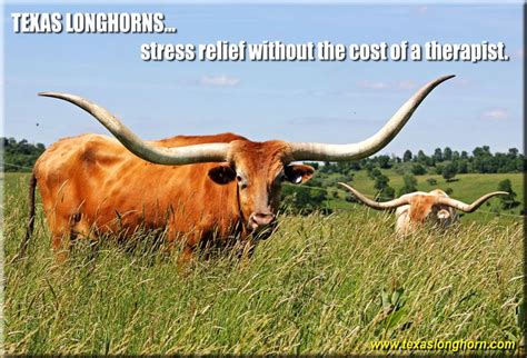 Texas Longhorn Memes - Photos