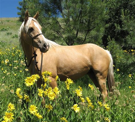 720P free download | Palomino Quarter Horse, palomino, american horse, quarter horse, animals ...