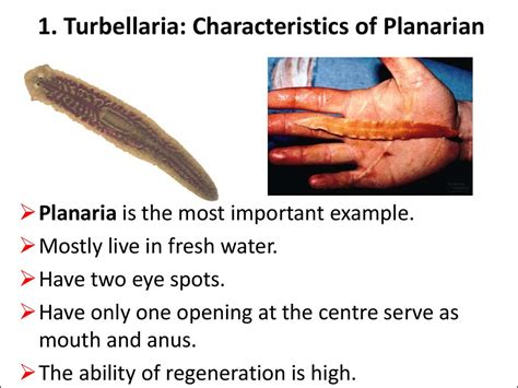 Topic: Flatworms - online presentation