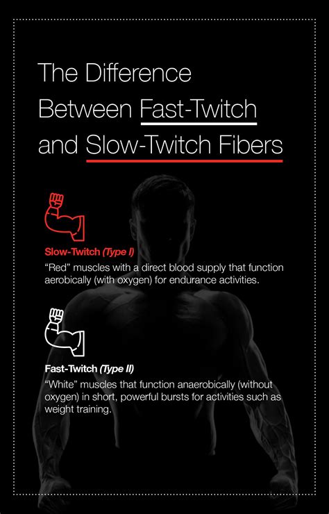 Slow-Twitch vs. Fast-Twitch Muscle Fibers and How to Target Them – The ...