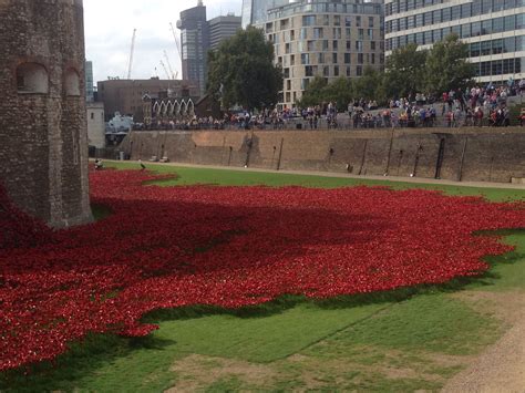 Stunning view of the poppies at the Tower of London. Last poppy being ...