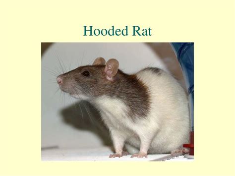 PPT - Rodents Continued: Rats PowerPoint Presentation - ID:6196181