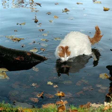 Turkish Van cat paddling in water photo WP16744