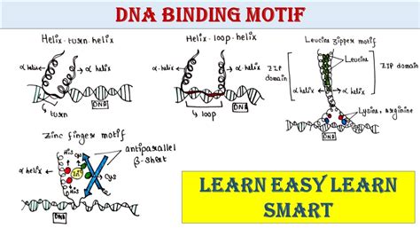 DNA binding motif | Helix turn helix | Helix loop helix | Zinc finger ...