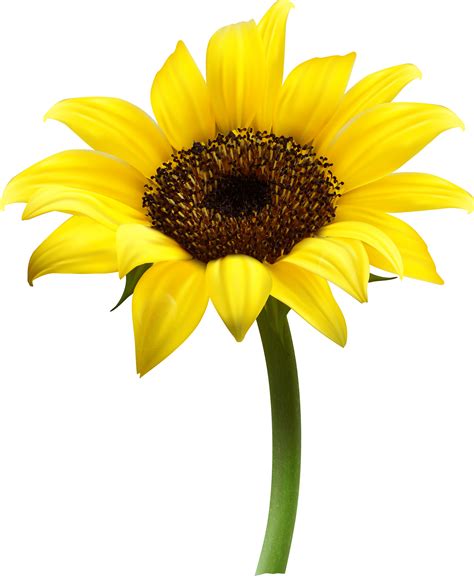 PNG Sunflower Transparent Sunflower.PNG Images. | PlusPNG