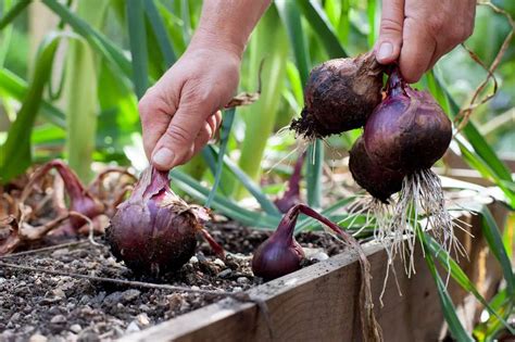 How to Plant Onions - Plant Instructions