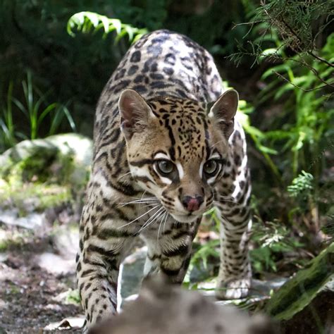 What Is A Ocelots Behavior