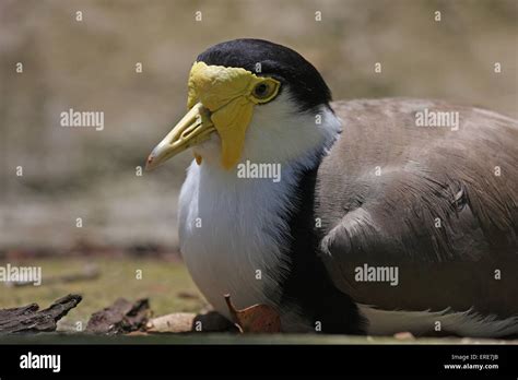 Masked plover australia hi-res stock photography and images - Alamy