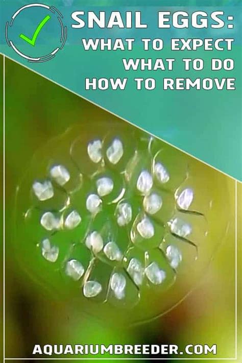 Freshwater Snail Eggs: What to Expect, and How to Remove if Needed - Shrimp and Snail Breeder