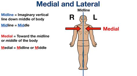 Anatomical Position and Directional Terms: Definitions, Example Labeled ...