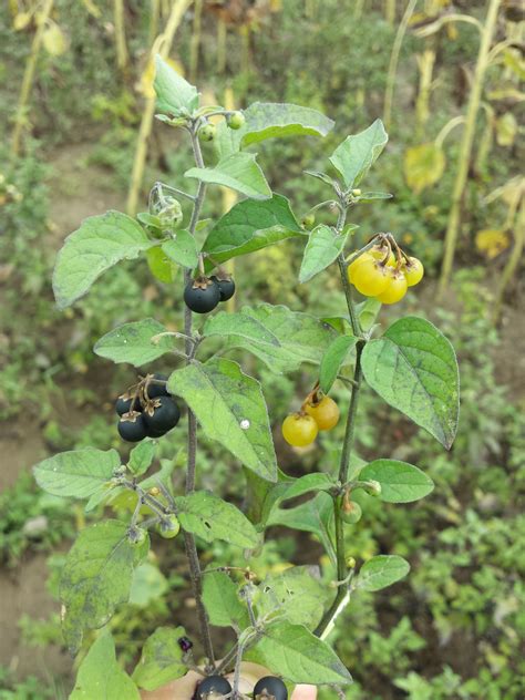 Solanum Nigrum - What to Know - auscrops.com.au