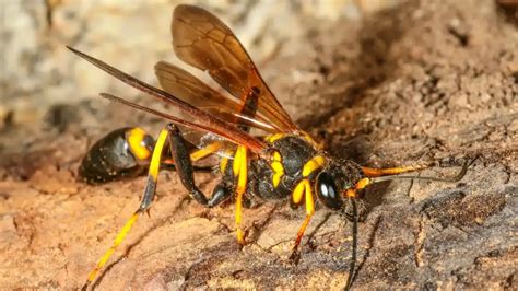 Mud Dauber Wasps - A.N.T. Pest Control