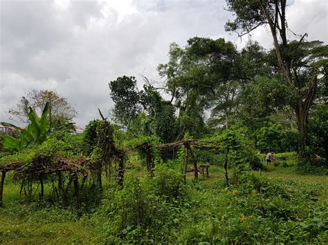 Part Of Tengah Forest To Be Cleared For Expressways, Wildlife Crossings Built To Protect Animals