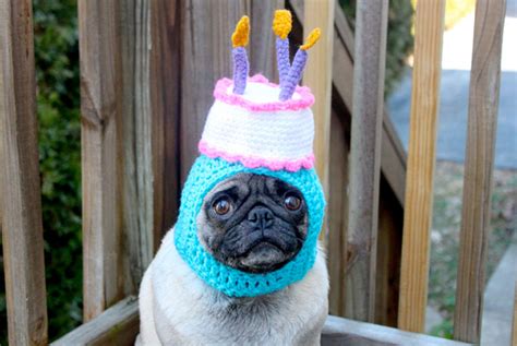 10 Cutest Pictures Of Birthday Dogs