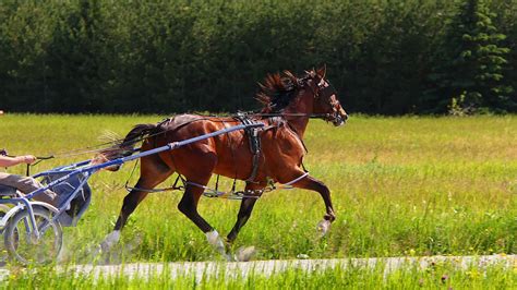 Standardbred Horse: Info & Guidance – Just for my Horse