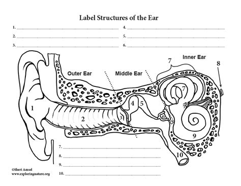 Blank Ear Diagram With Images Ear Anatomy Ear Diagram