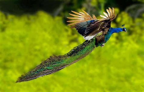 flying peacock - Bing Images | Peacock flying, Peacock pictures, Peacock