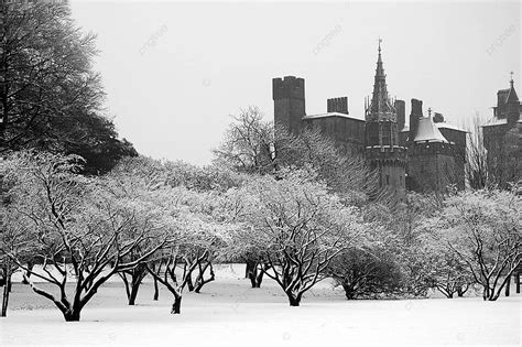 Bute Park Cardiff Tree Castle Bute Photo Background And Picture For ...