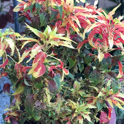 Amaranthus tricolor 'Joseph's Coat', Chinese Spinach 'Joseph's Coat ...