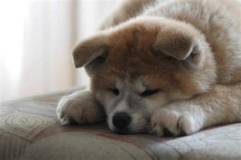 11 Japanese Dog Breeds You Need to Meet | The Dog People by Rover.com