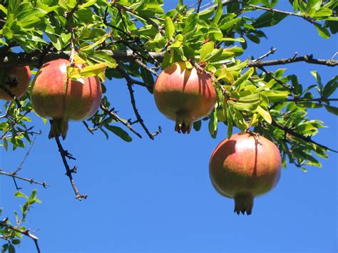 Autumn fruits in Montenegro