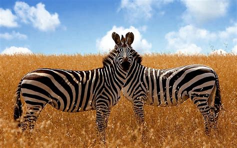 Download wallpaper for 1920x1080 resolution | Savanna Zebras | animals | Wallpaper Better