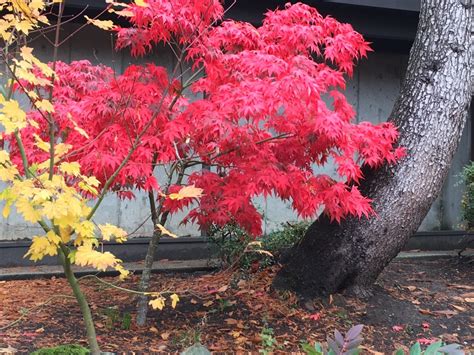 If you thought Vancouver’s fall colours were brighter this year, you ...