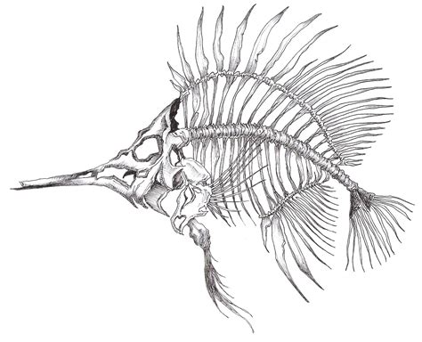 Fish Skeleton Drawing at GetDrawings | Free download