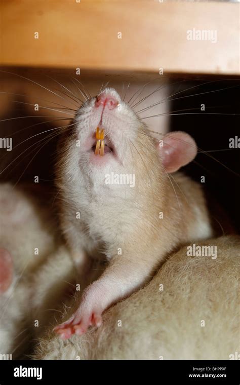 Rat teeth pet hi-res stock photography and images - Alamy