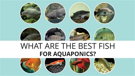 What are the best fish for Aquaponics? - YouTube