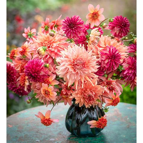 Includes Dahlia 'Totally Tangerine', 'Fairway Spur' & 'Bacardi'. An ...