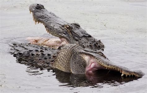 Alligator Fight: Philip Lanoue: Galleries: Digital Photography Review : Digital Photography Review