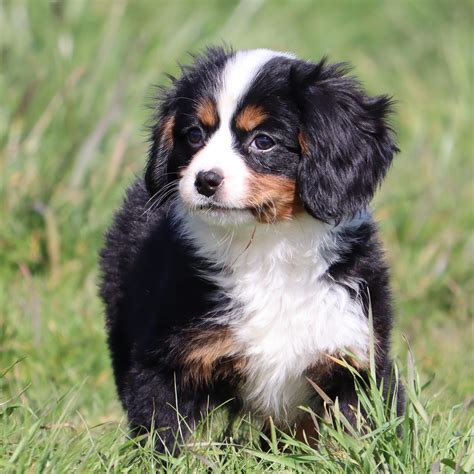 Mini Bernese | LK Bernedoodles