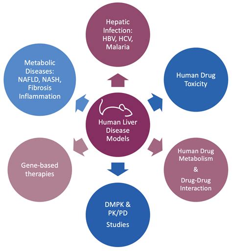 Humanized Liver Mouse Model | TransCure bioServices