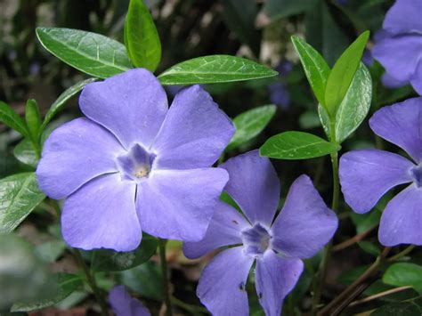 Vinca (Periwinkle) – A to Z Flowers