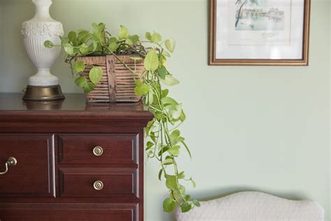 The 10 Best Houseplants for the Bedroom