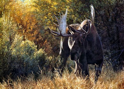 Carl Brenders (1937 г.р.) | Bull moose, Wildlife art, Moose pictures