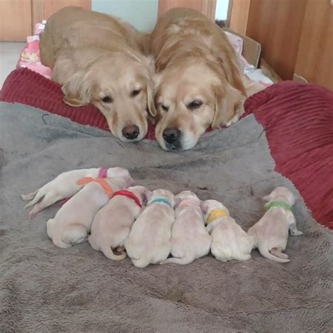 10+ Heartwarming Pics Of Proud Dog Parents Posing With Their Newborn ...