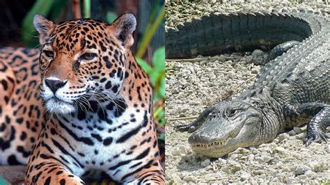 Colombia's Tayrona Park struggling to preserve endangered animal species