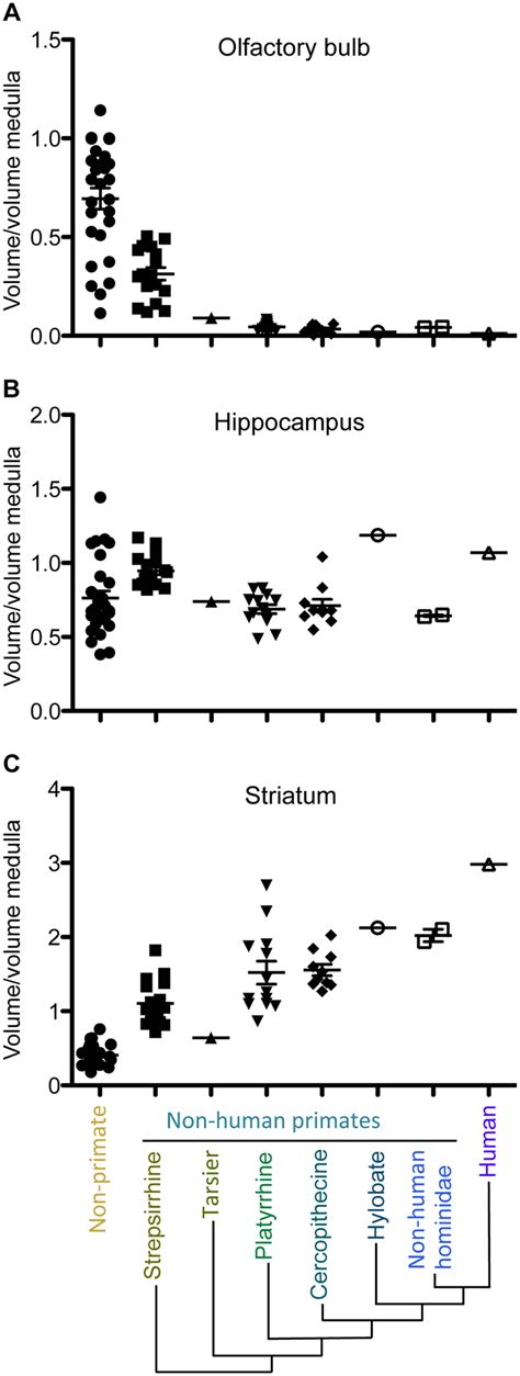 Proportional OB (A), hippocampal (B), and striatal volumes (C). Species... | Download Scientific ...