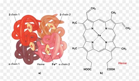 Structure Of Hemoglobin