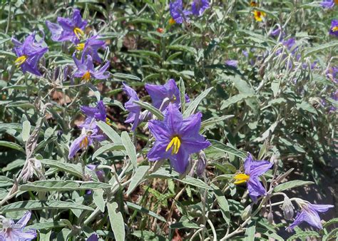 MY LIVING LENS: SILVER-LEAF NIGHTSHADE ~ NOXIOUS WEEDS!